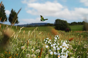 Butterfly flying over a meadow with white flowers and green fields in the background under a blue sky.