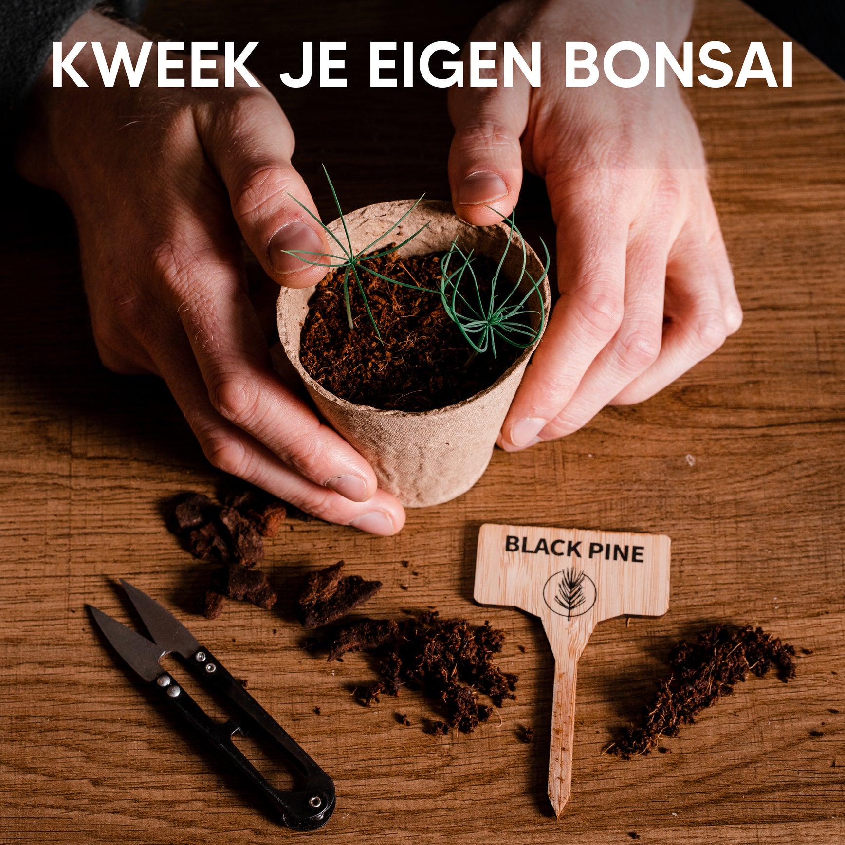 Bonsai kweekset met biologisch afbreekbare potjes en kokospulp.