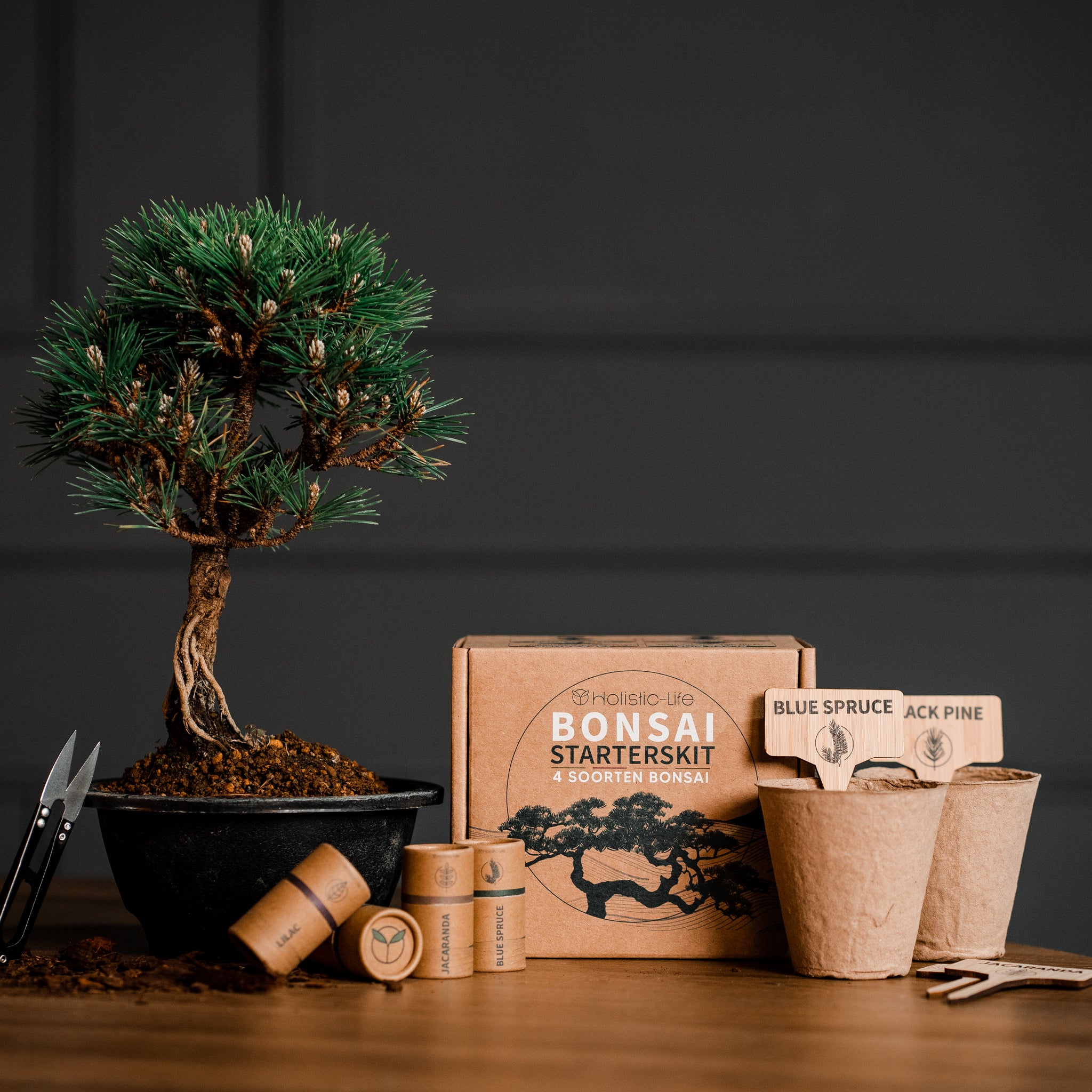 Complete bonsai starters kit voor beginners