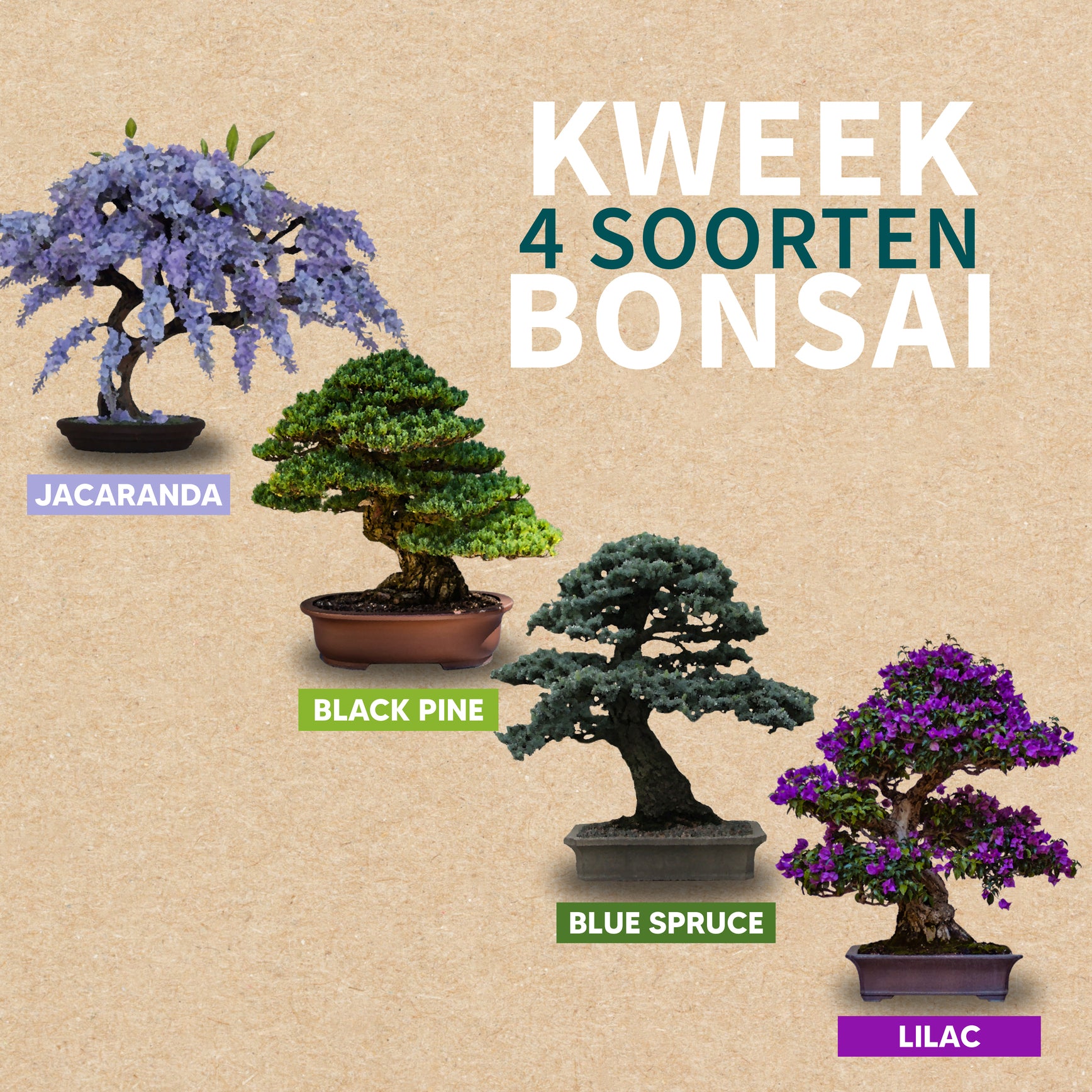 Vegan bonsai starterskit met biologische zaden en handleiding.